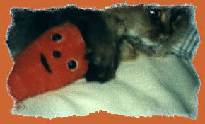 Carrot  3