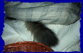 Blanket 3